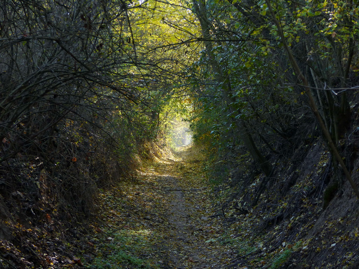 Fák lombjainak alagútjában