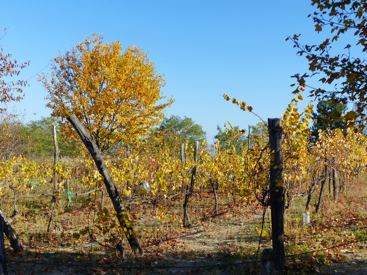 Szőlőskert a Cigány-hegy oldalában