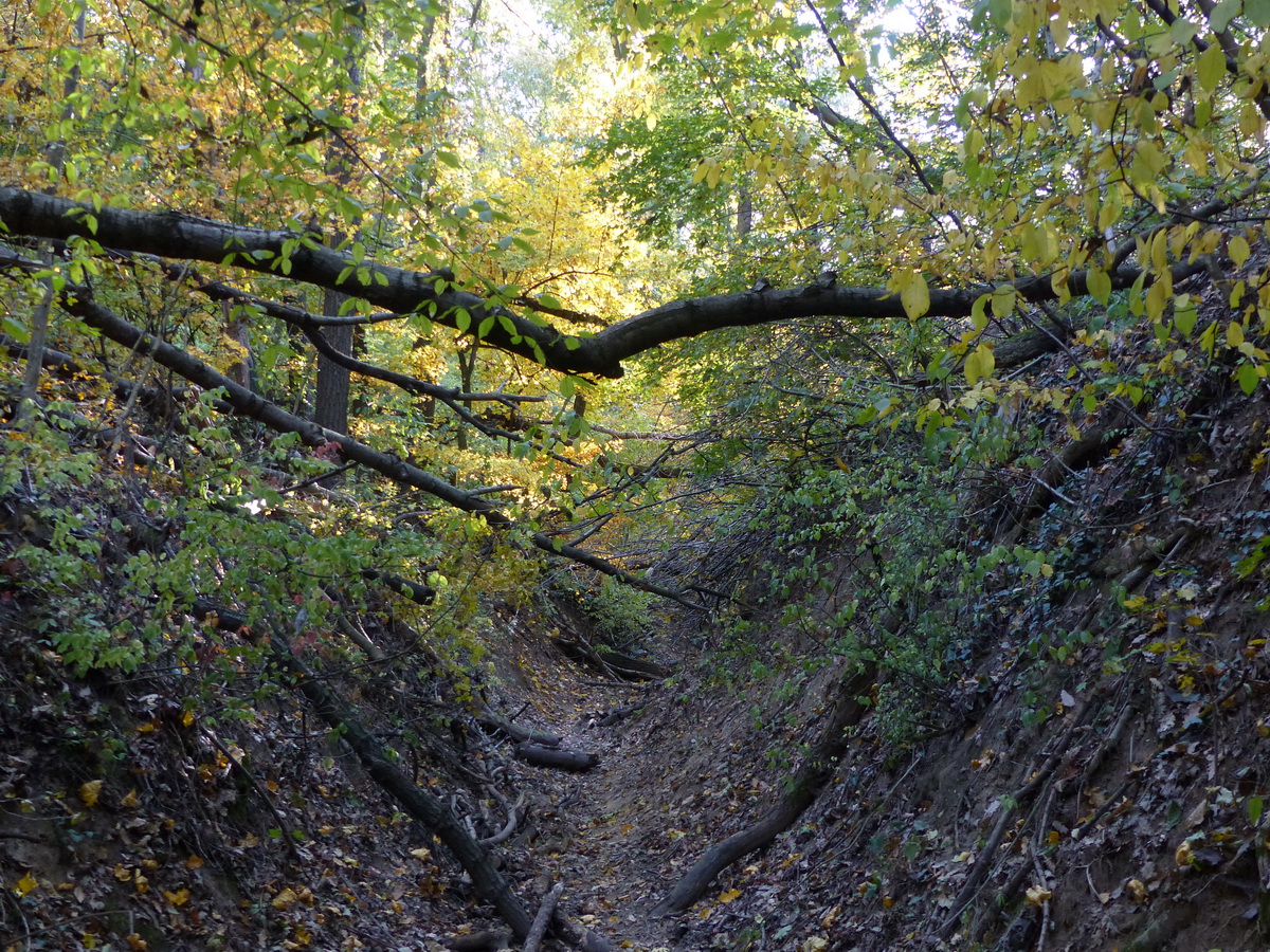 Bujkálás a kidőlt fatörzsök között