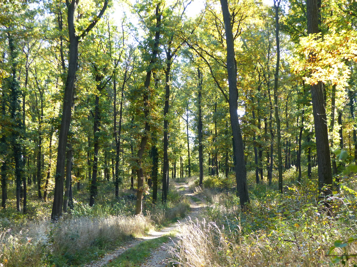 A Gete alja napfényes erdejében