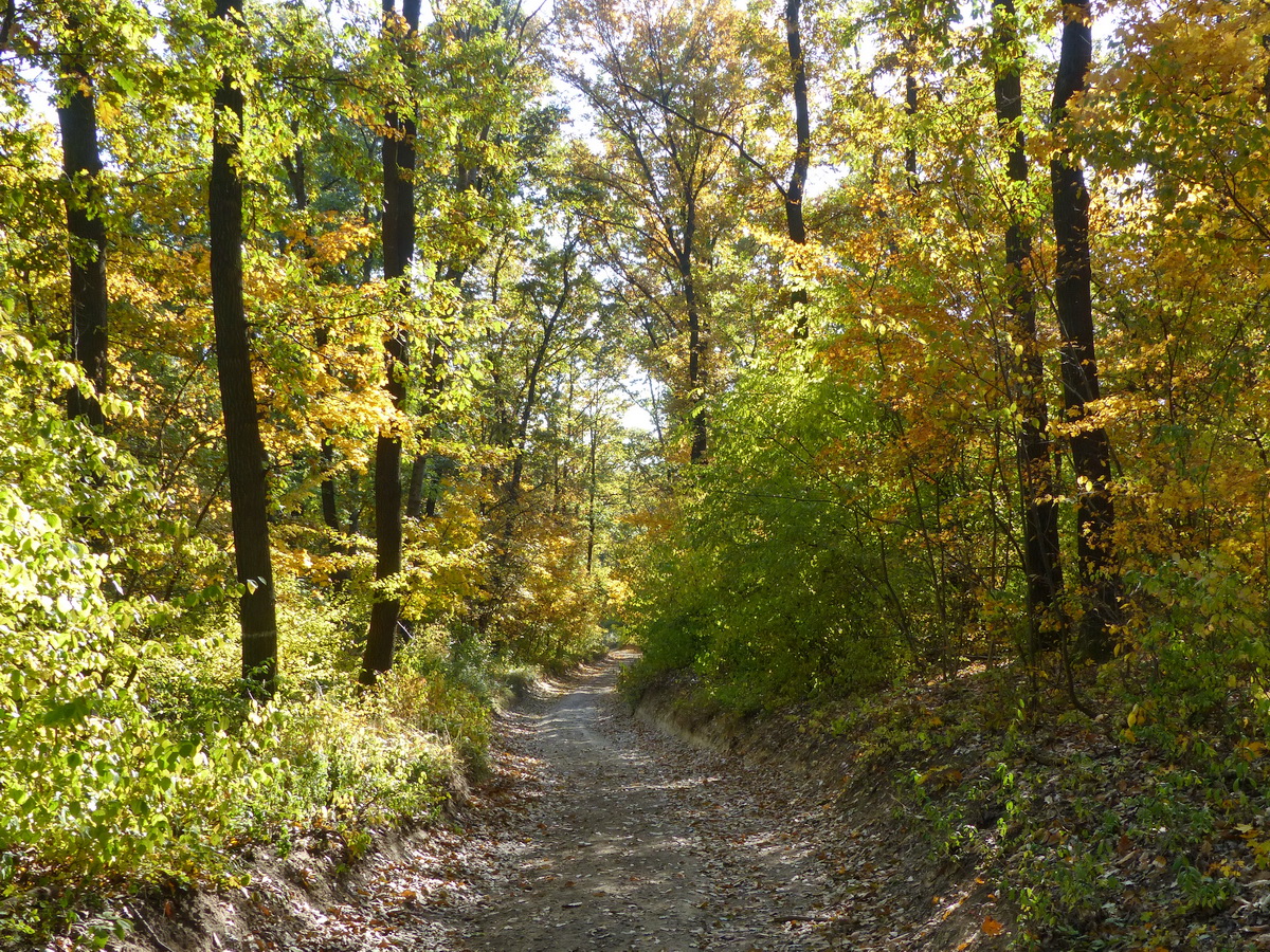 Őszi erdő Csolnok határában