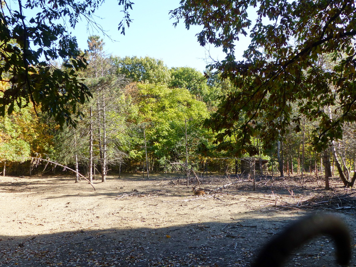 A Vadaskert egy egyszerű, bekerített telek az erdőben