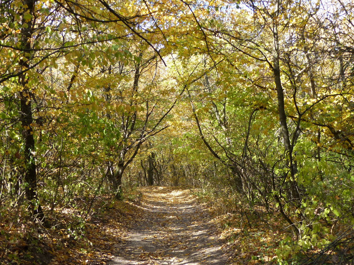 Erdei úton visszaúton Tokod felé