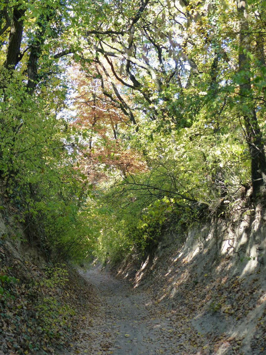 Egy darabig mélyútként haladt az erdei út