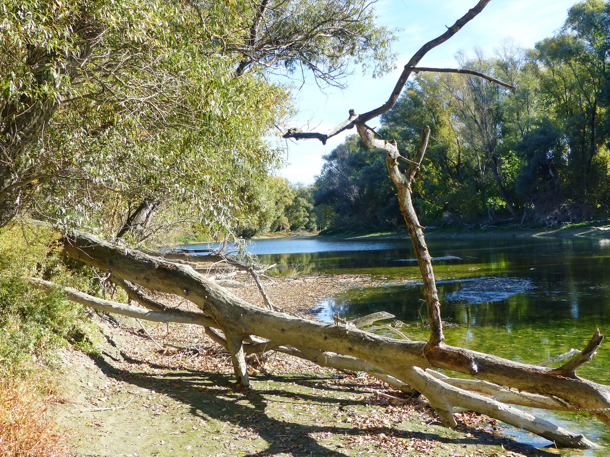 Kidőlt fa a mellékág végén
