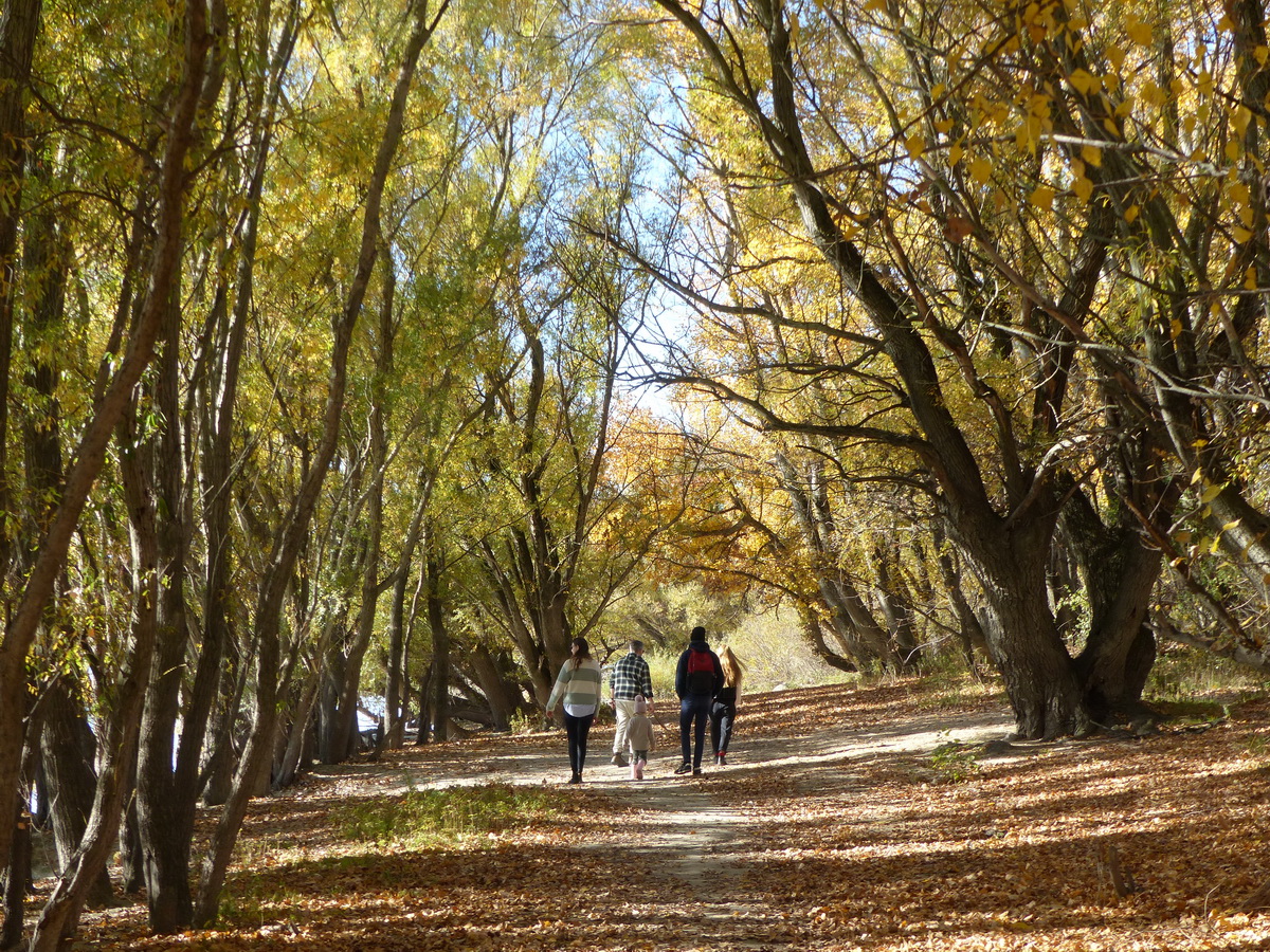 Sétányszerű gyalogút a vízparti galériaerdőben