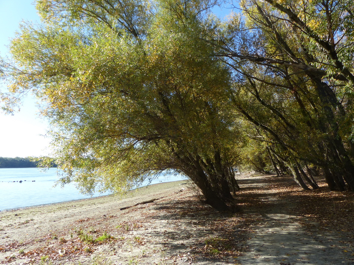 Vízrehajló fűzfák között