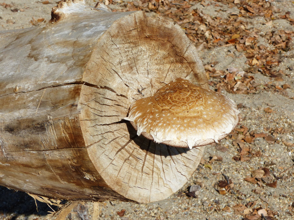Ez meg talán nyárfa-tőkegomba?