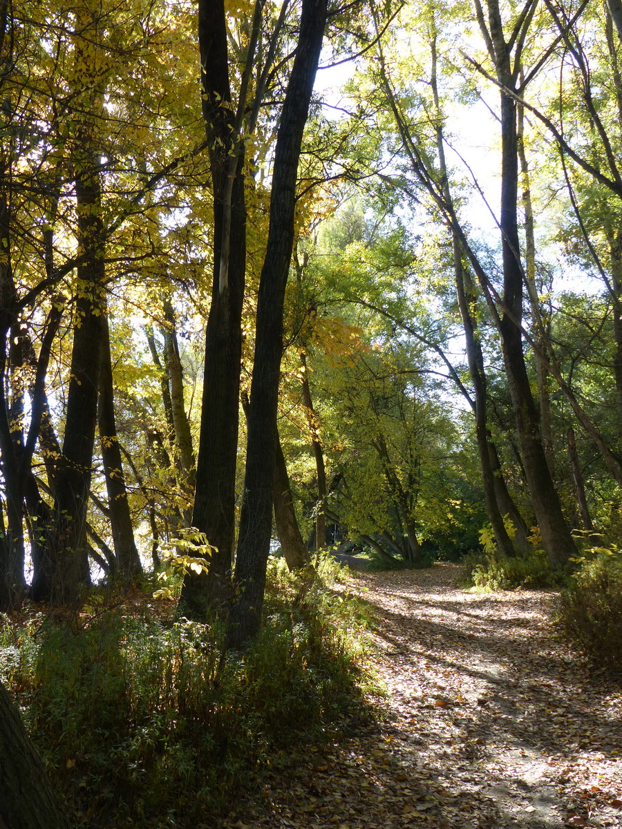 Egy szakaszon nem volt parti ösvény, itt a fák között ballagtam
