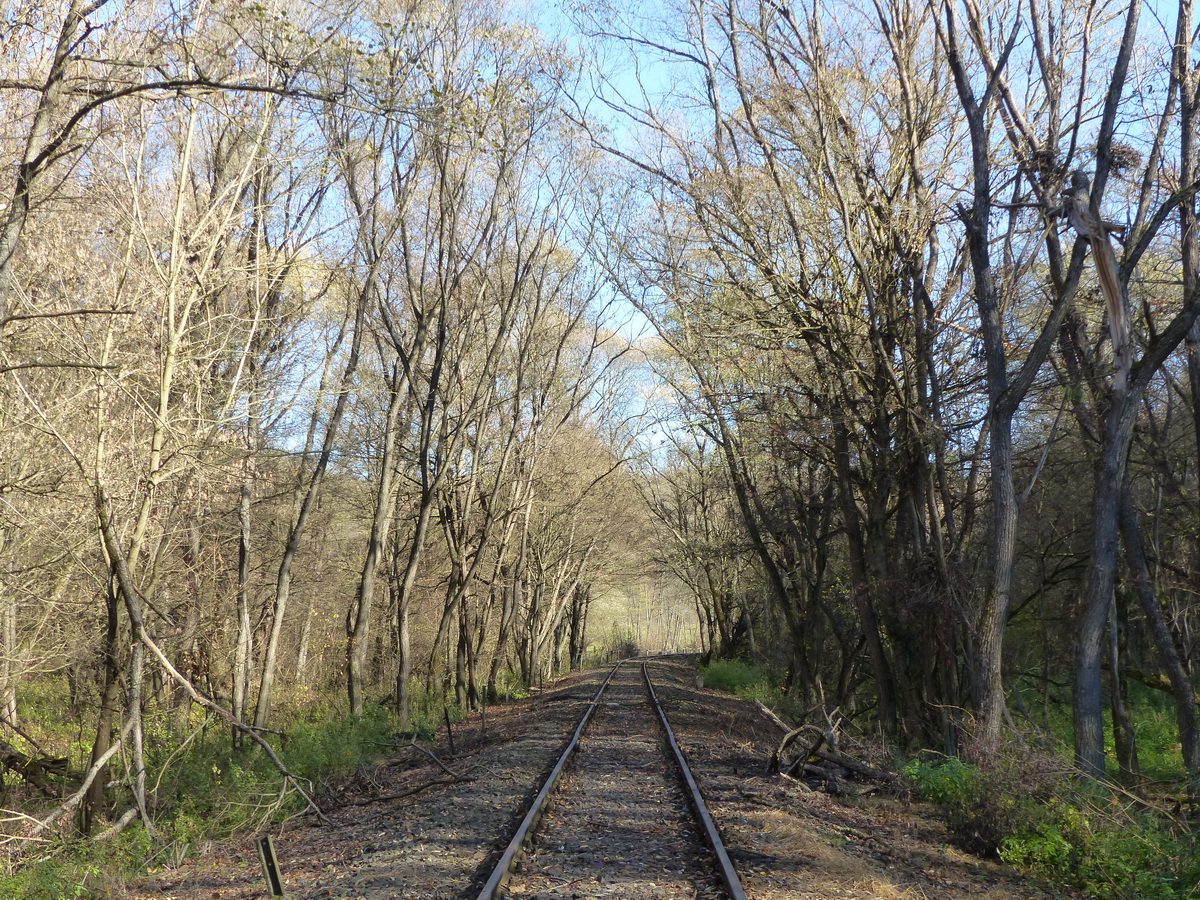 Itt már ritkul az erdő