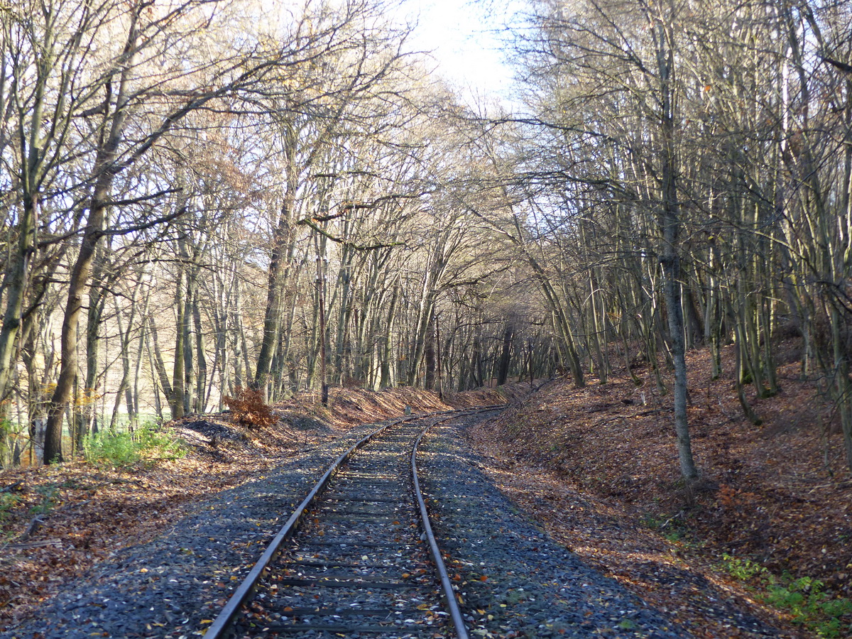 És újra az erdőben