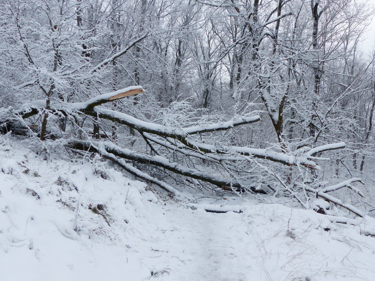 Egy útra dőlt fát kénytelen voltam megkerülni
