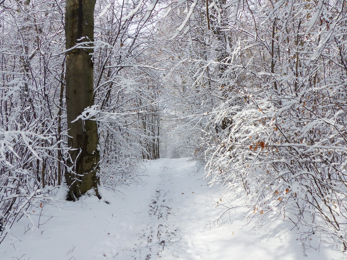 Erdő a napsütésben 1.