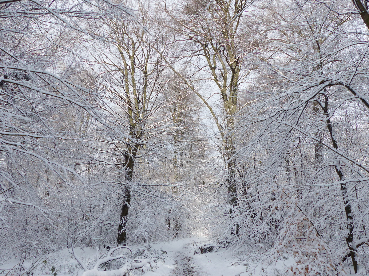 Erdő a napsütésben 2.