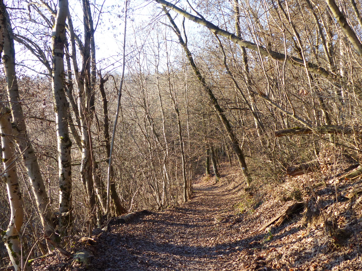 Séta a szintező Guckler Károly úton