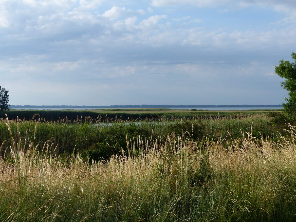 Széles kitekintés a Tisza-tóra a vízparti fasor egy foghíján keresztül