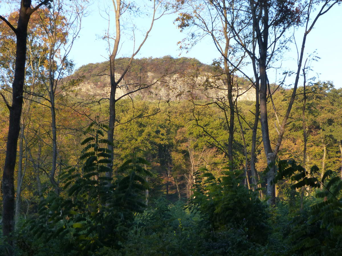 Jól látszik az Öreg-kő sziklás keleti oldala a Mogyorósbánya felől érkező erdei útról