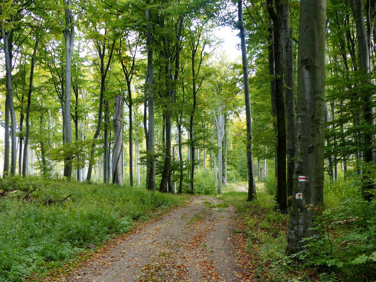 Földúton a Kőris-hegy oldalában. A piros ‘T‘ betű a Boroszlán tanösvény útvonalát jelzi.