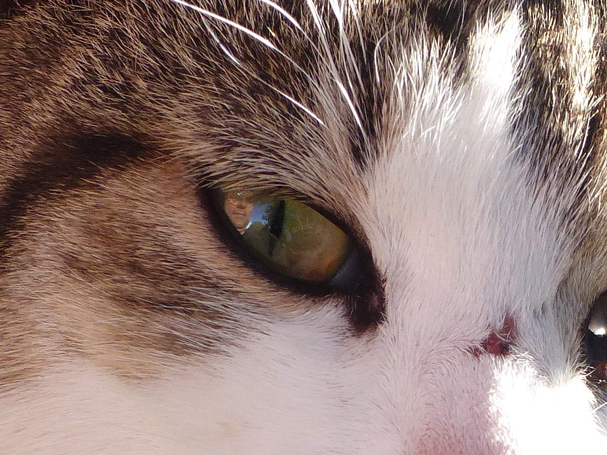 Csak otthon vettem észre a kép szerkesztése közben, hogy Tibi arca látszik a macsek szemében bal oldalon (jobbra pedig a fényképezőgépet tartó kezem)