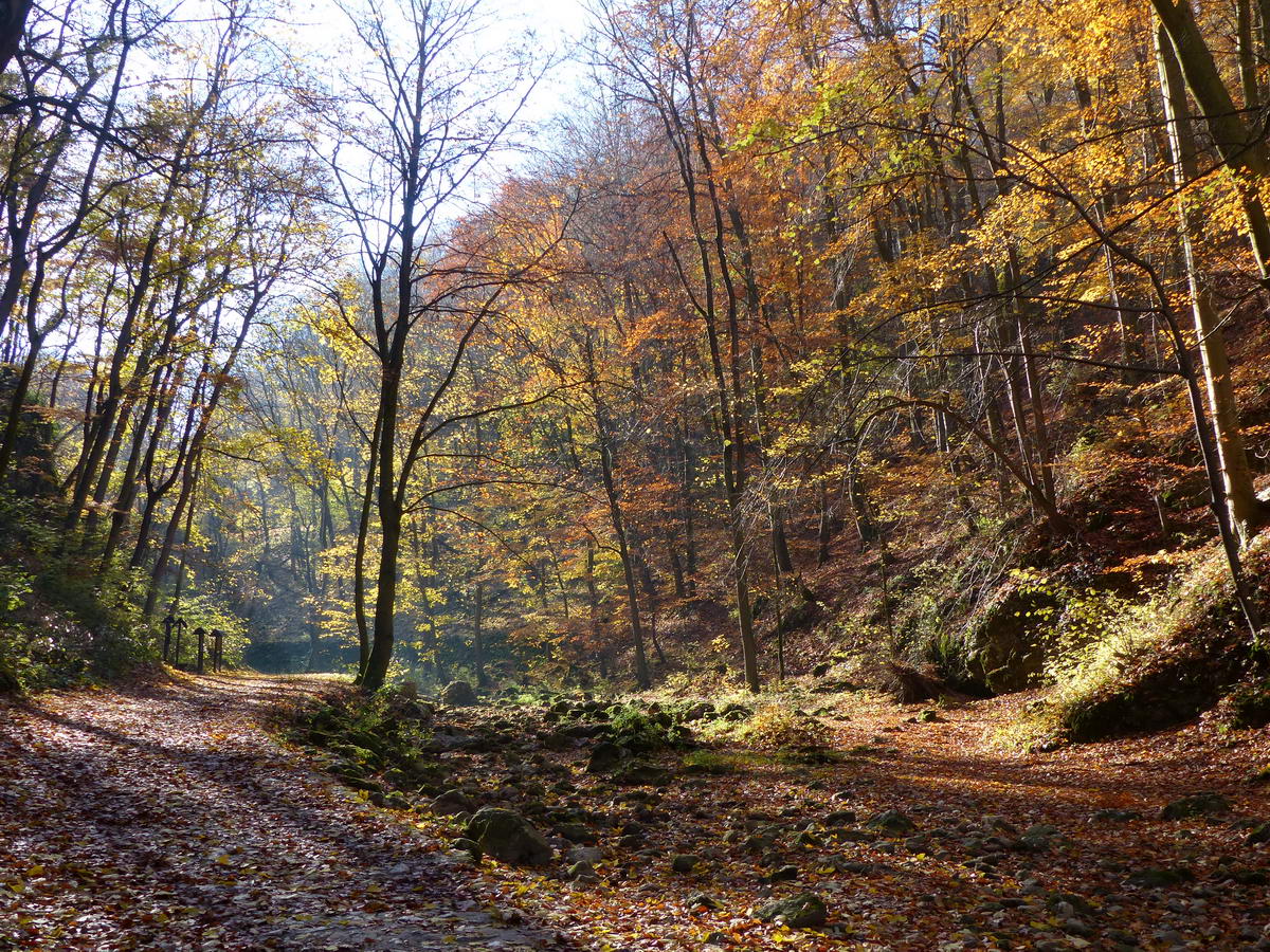 A legszebb őszi színekben pompázott a völgyben az erdő!