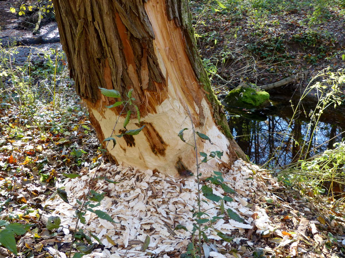 Hódok rágásnyomai egy patakparti fán