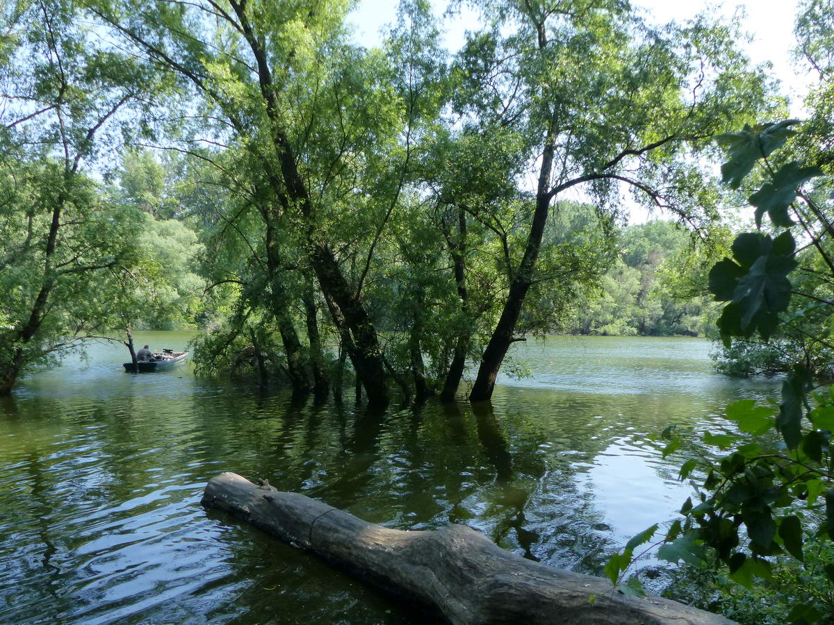 A pecások a fák között horgásznak a csónakjaikból