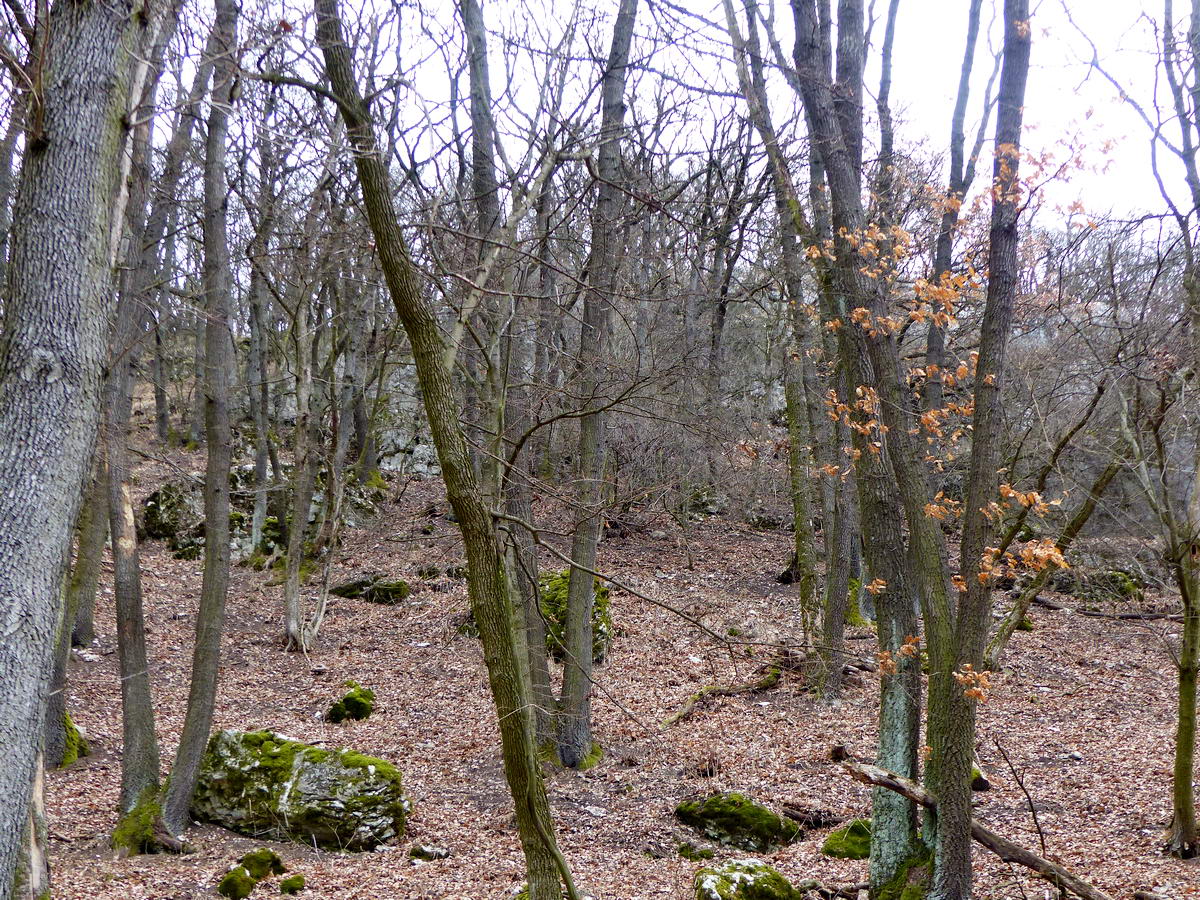 Kilátás a fák közül a Gráciák szikláira. Ennél közelebb nem mehettem hozzájuk a vadvédelmi kerítés miatt.