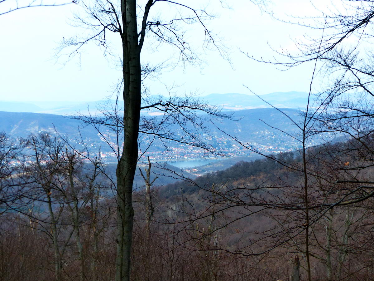 Kilátás egy ritkított erdő fái között Visegrádra