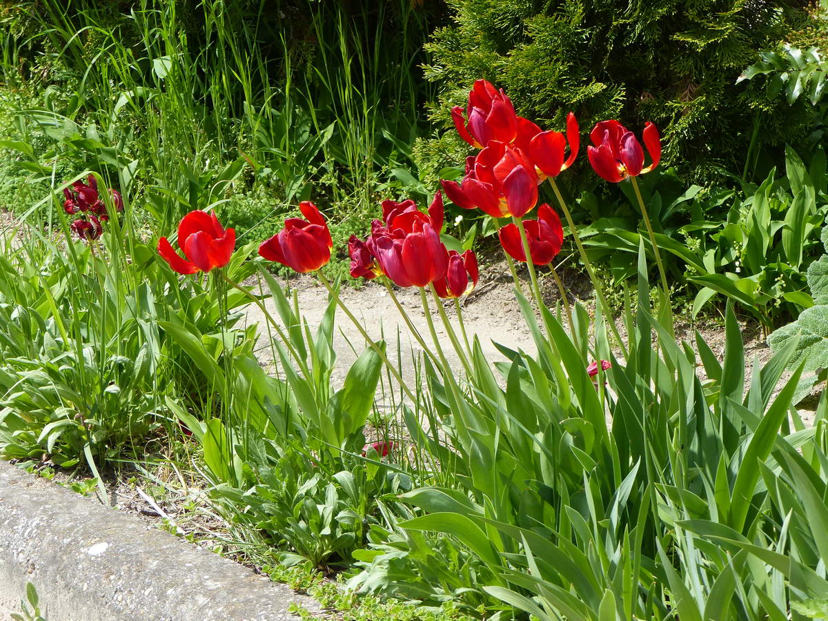Ezek a tulipánok viszont már Kesztölcön nyíltak egy kert előtt!
