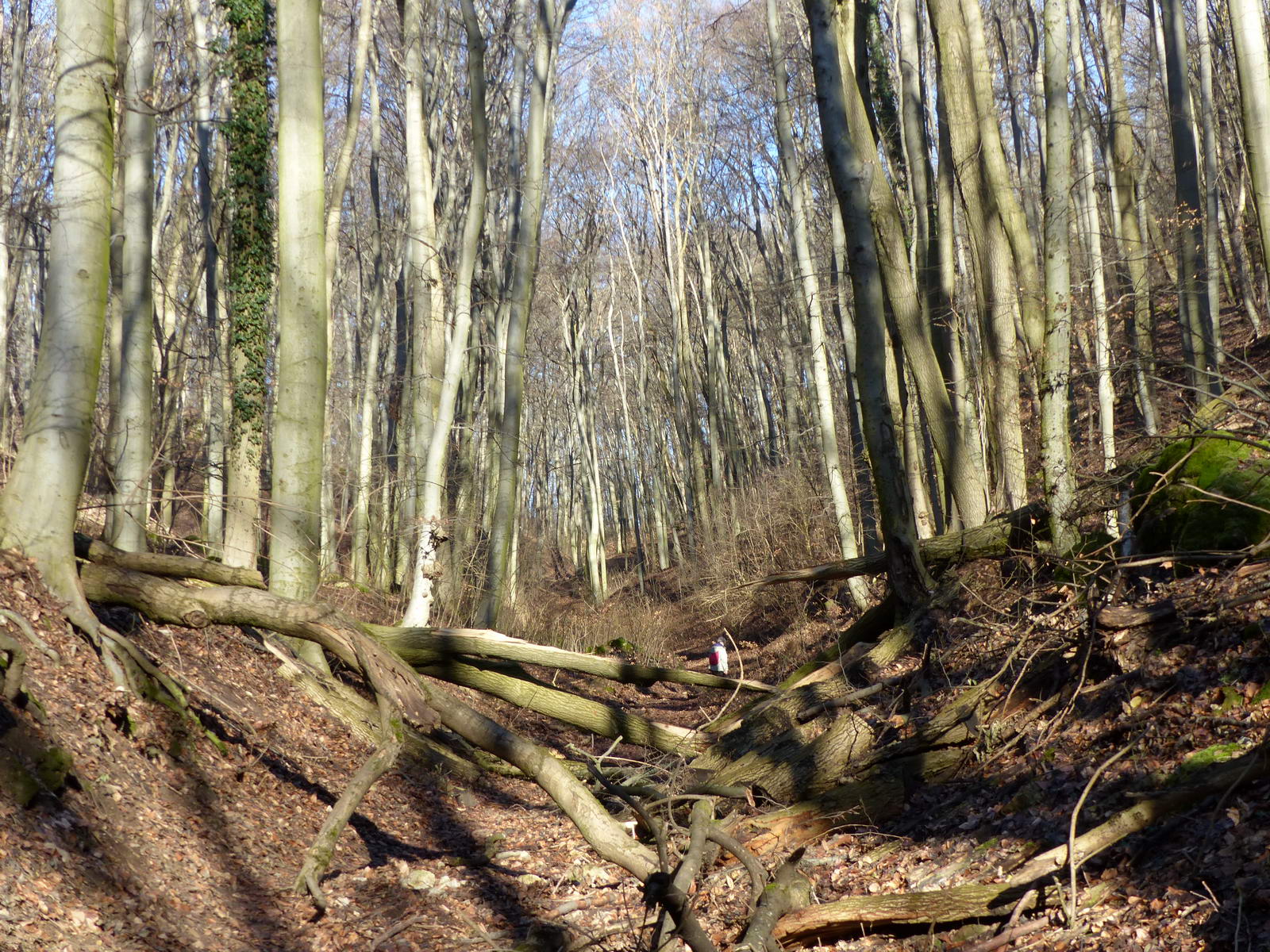 A Vár-völgy alján heverő kidőlt fák tornamutatványokra kényszerítették az errefelé járókat