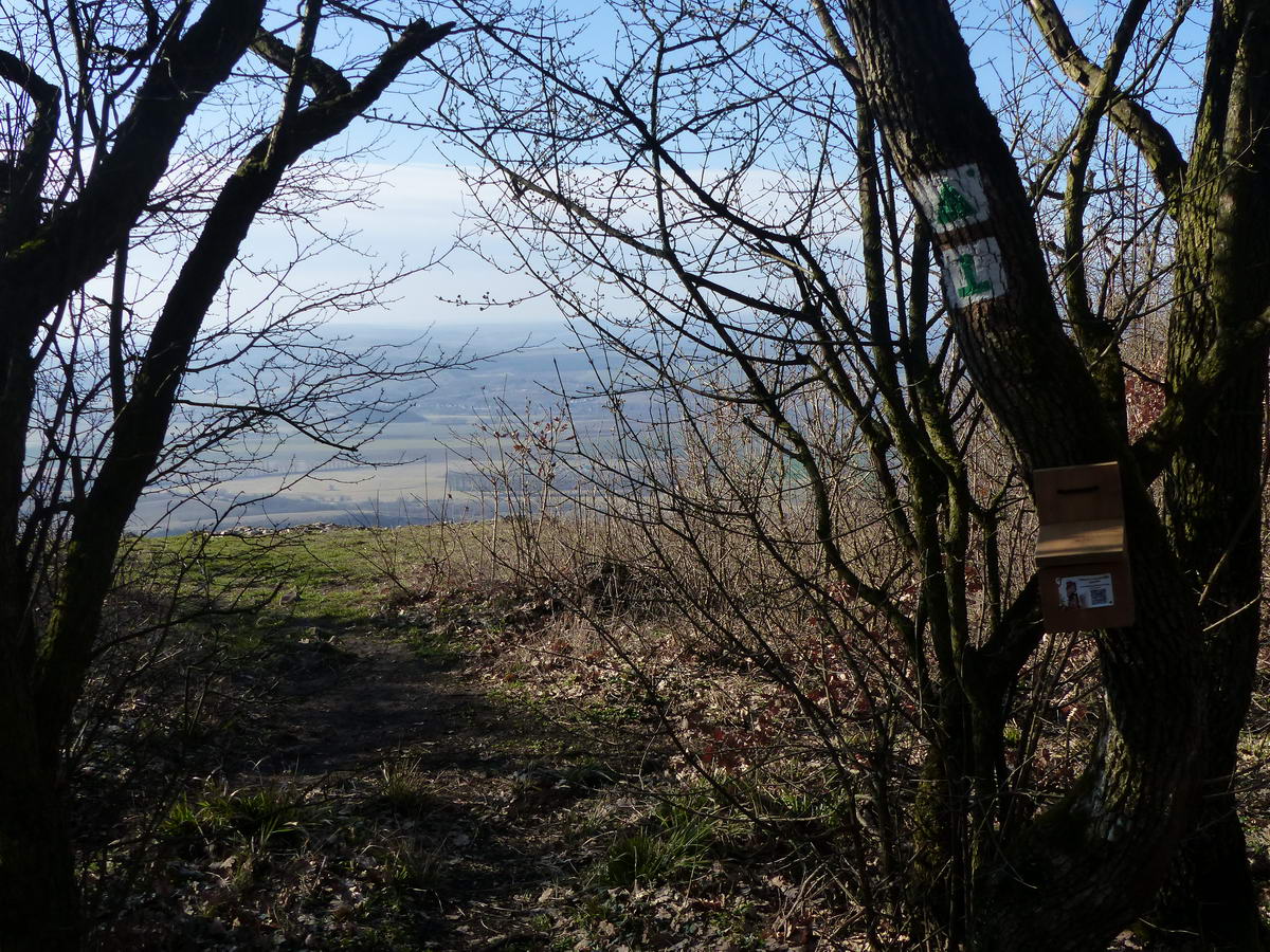 Már csak pár lépés a Kétágú-hegy kilátópontja. Jobbra a fán  Pilisi kilátások túramozgalom pecsétjének dobozkája látható.