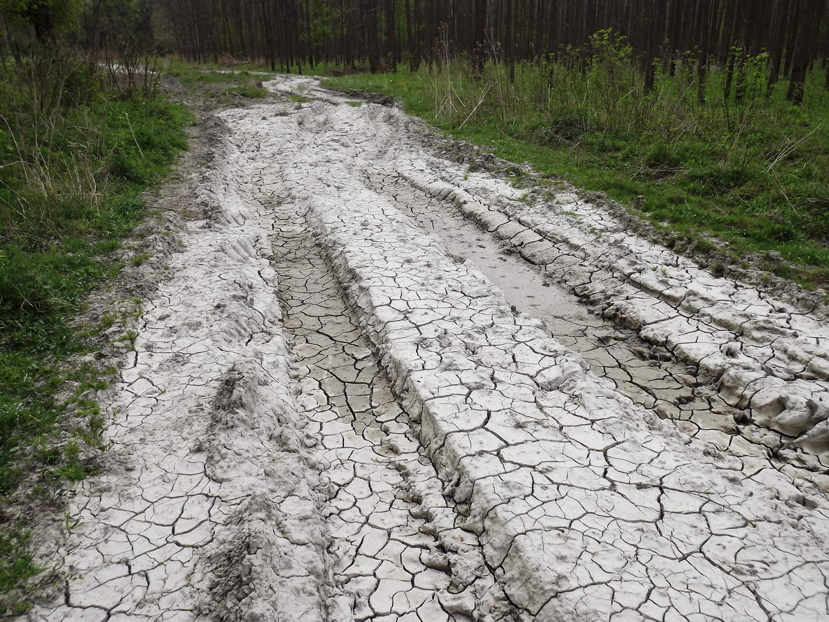 Már repedezettre száradt sár a Gemenci erdőben egy áprilisi túrámon.