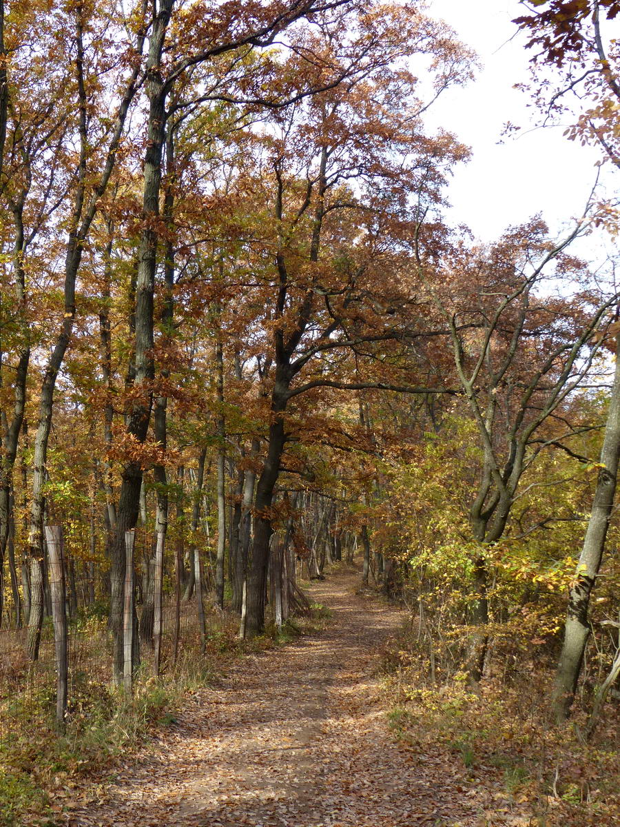 Séta az őszi erdőben 3.