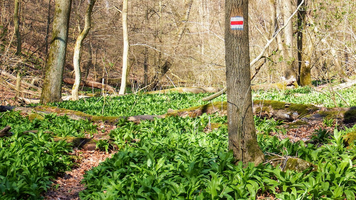 Medvehagyma, amerre a szem ellát (Fráter Attila felvétele)