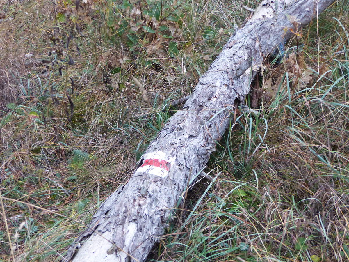 A turistajelzés halála. Piros sáv jelzés egy kidőlt fán.