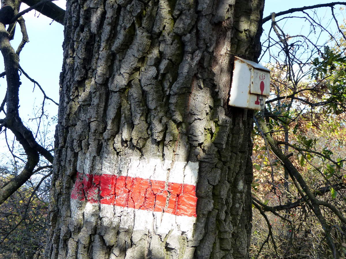 A 10x12 cm-es normál méretnél jóval nagyobb jelzés a Tési-fennsík egyik magányosan álló fáján. Felette jobbra a Közép-dunántúli Piros túra egy pecsétje lapul a kis dobozkában.