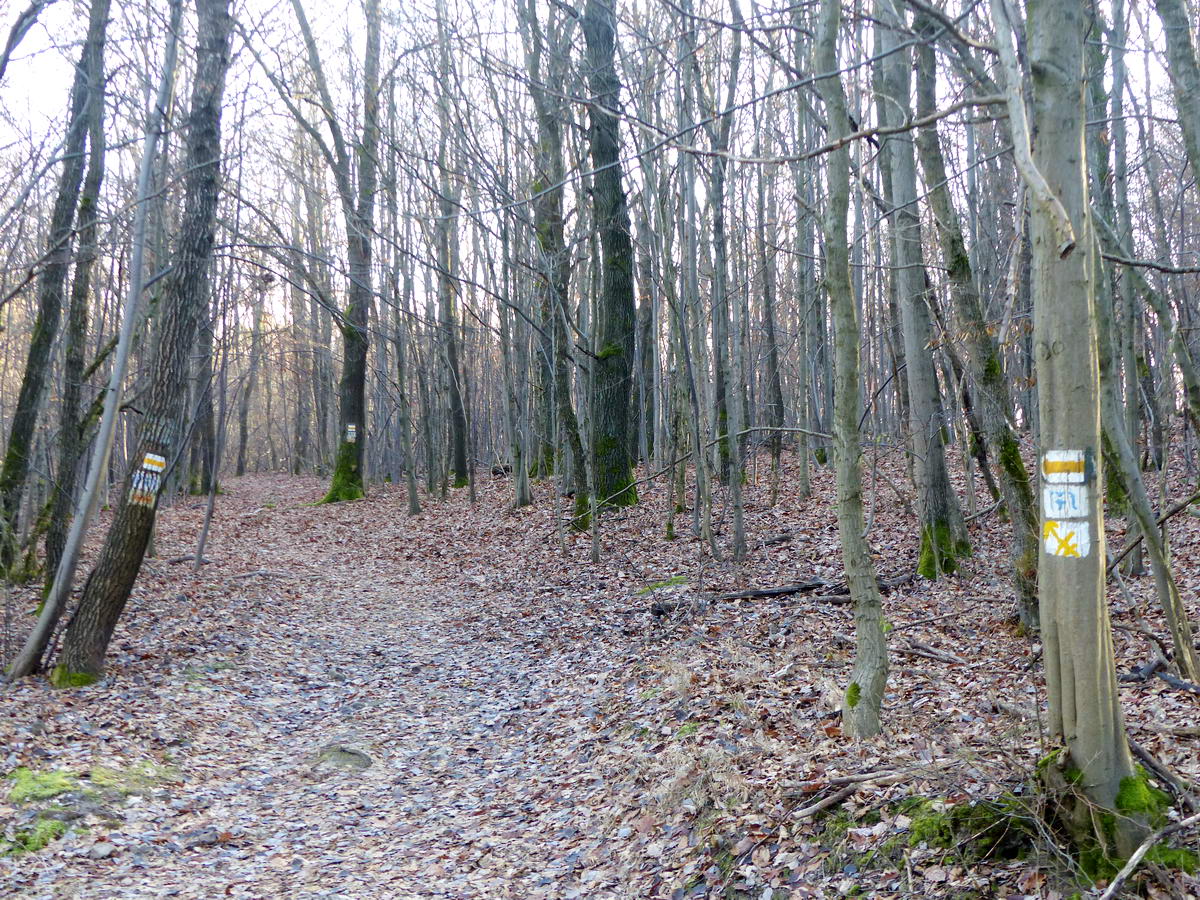 Kapujelzések az erdei útról ösvényre való letérésnél. Mögöttük egy távoli fán behívó jelzések láthatóak.