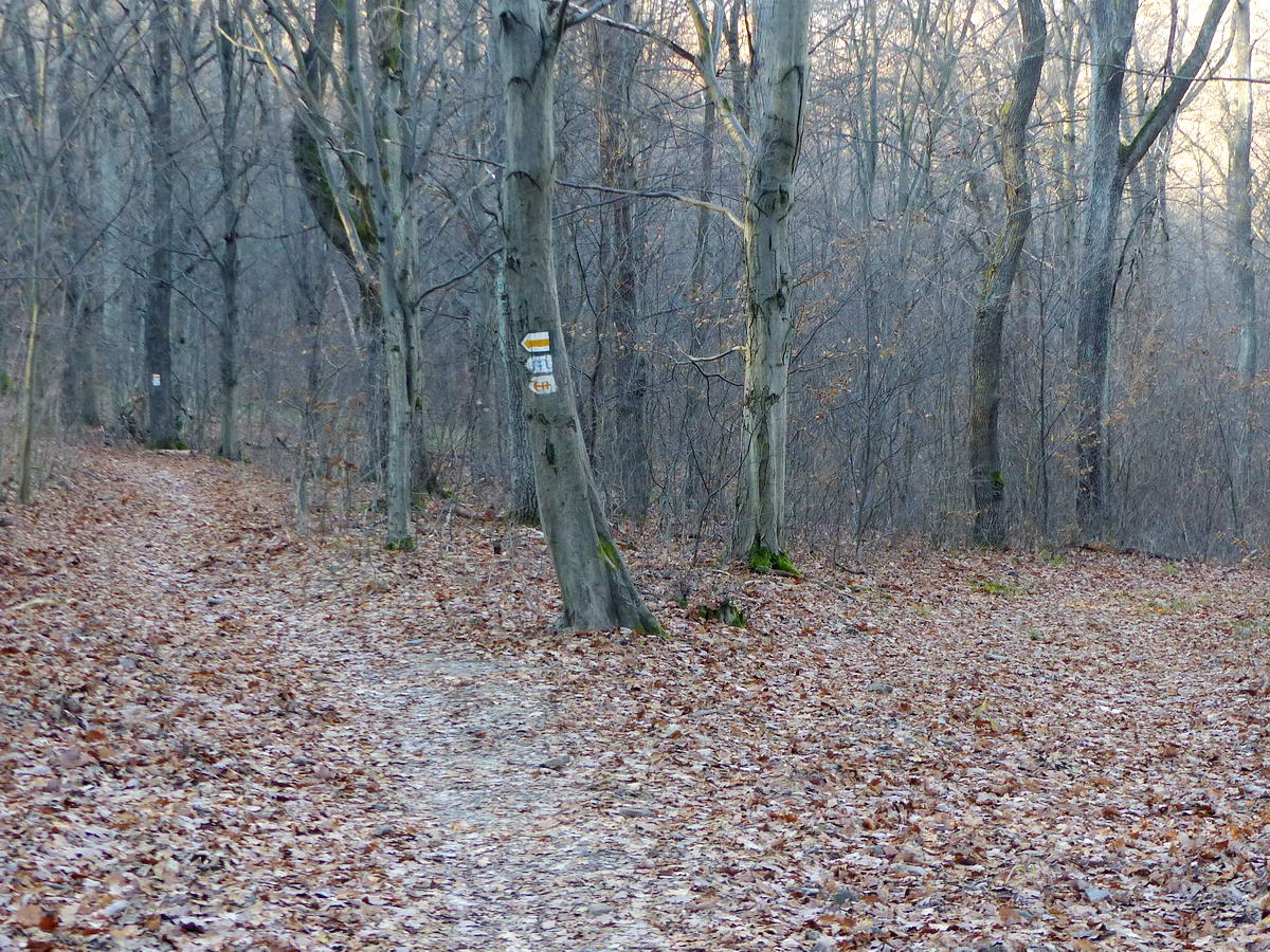 Nyilazott jelzések egy erdei útelágazásban, mögötte egy távolabbi fán behívó jelzésekkel.