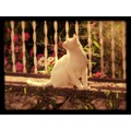#Csesznek #macska #bakonyikalandok #cat #whitecat