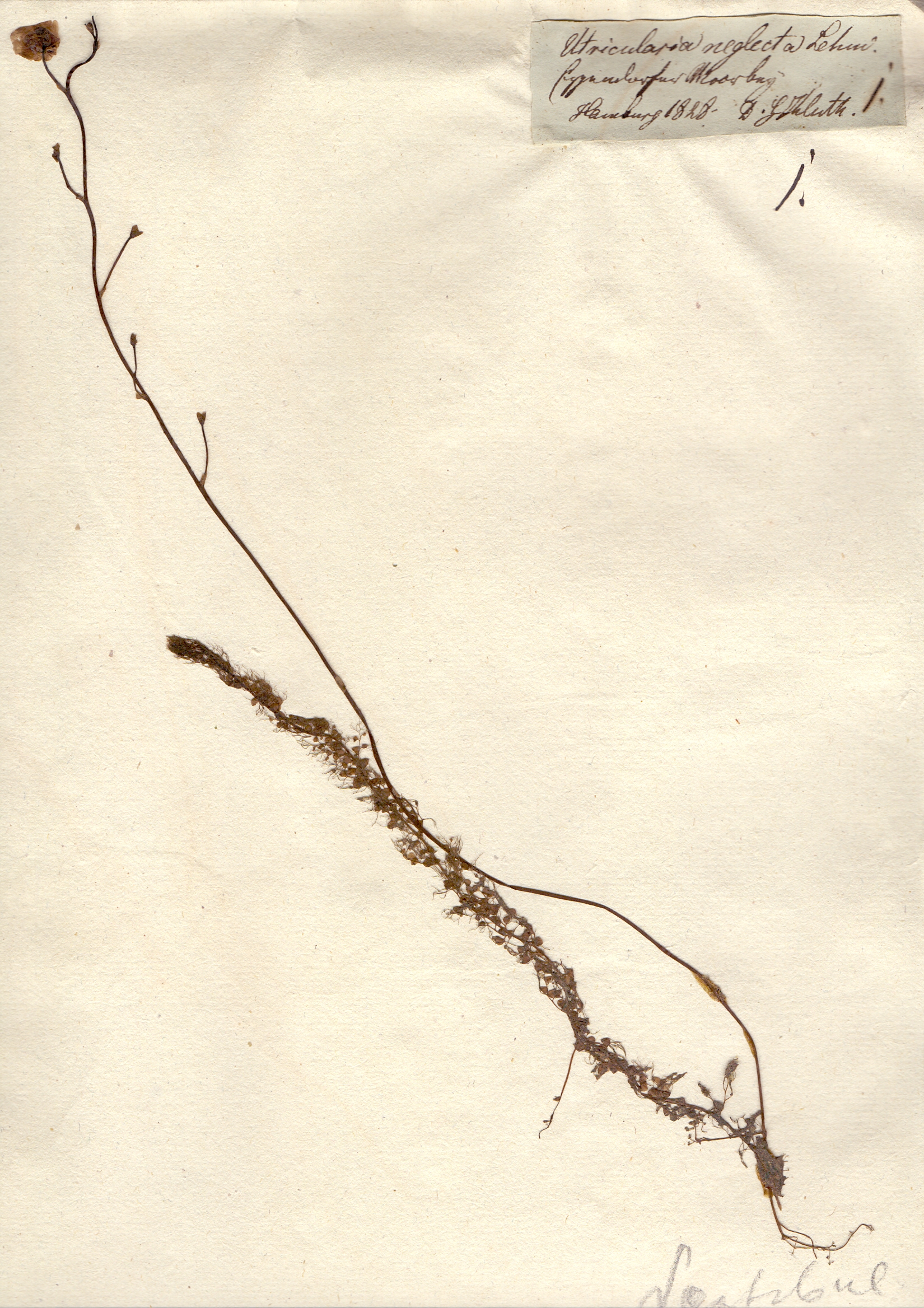 8_abra_utricularia_neglecta_1828.jpg