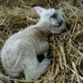 Ma született bárány