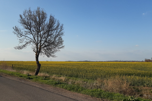 Az "Elpusztúlt csárda"** Újszász