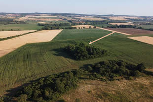 Templomrom csalánok között** Csepely, Balaton-felvidék