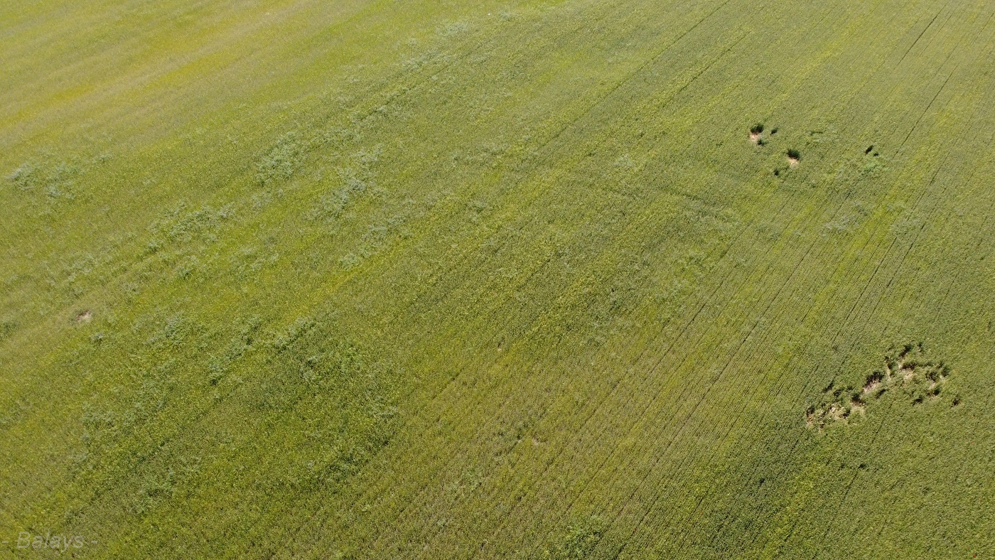 dji_0041_3.JPG