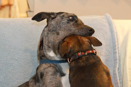 funny-little-dog-putting-his-head-into-other-dogs-mouth.jpg