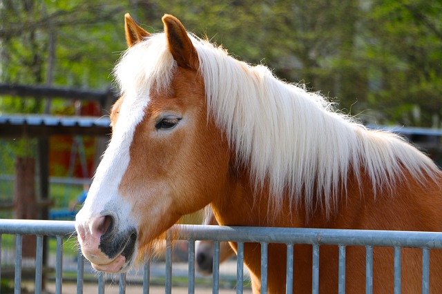 horse-724599_640_2.jpg