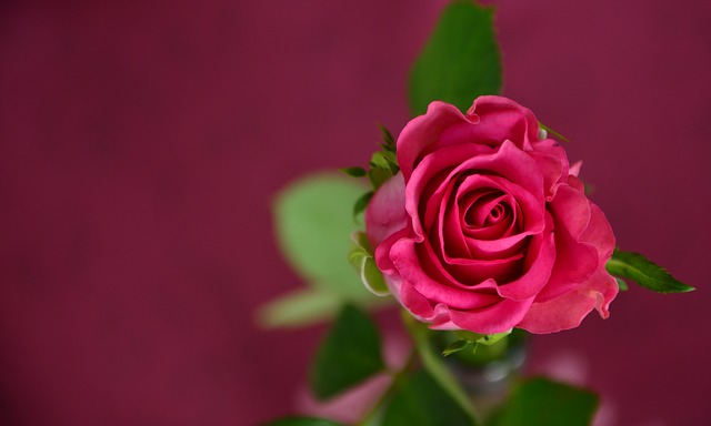 rose-693152_640.jpg