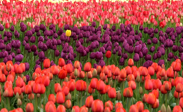 tulips-175605_640.jpg