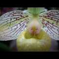 Videó beszámoló a tavaszi orchidea kiállításról