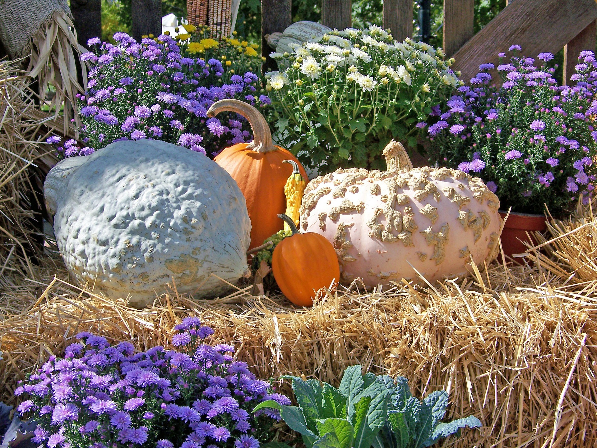 pumpkins-19754_1920.jpg